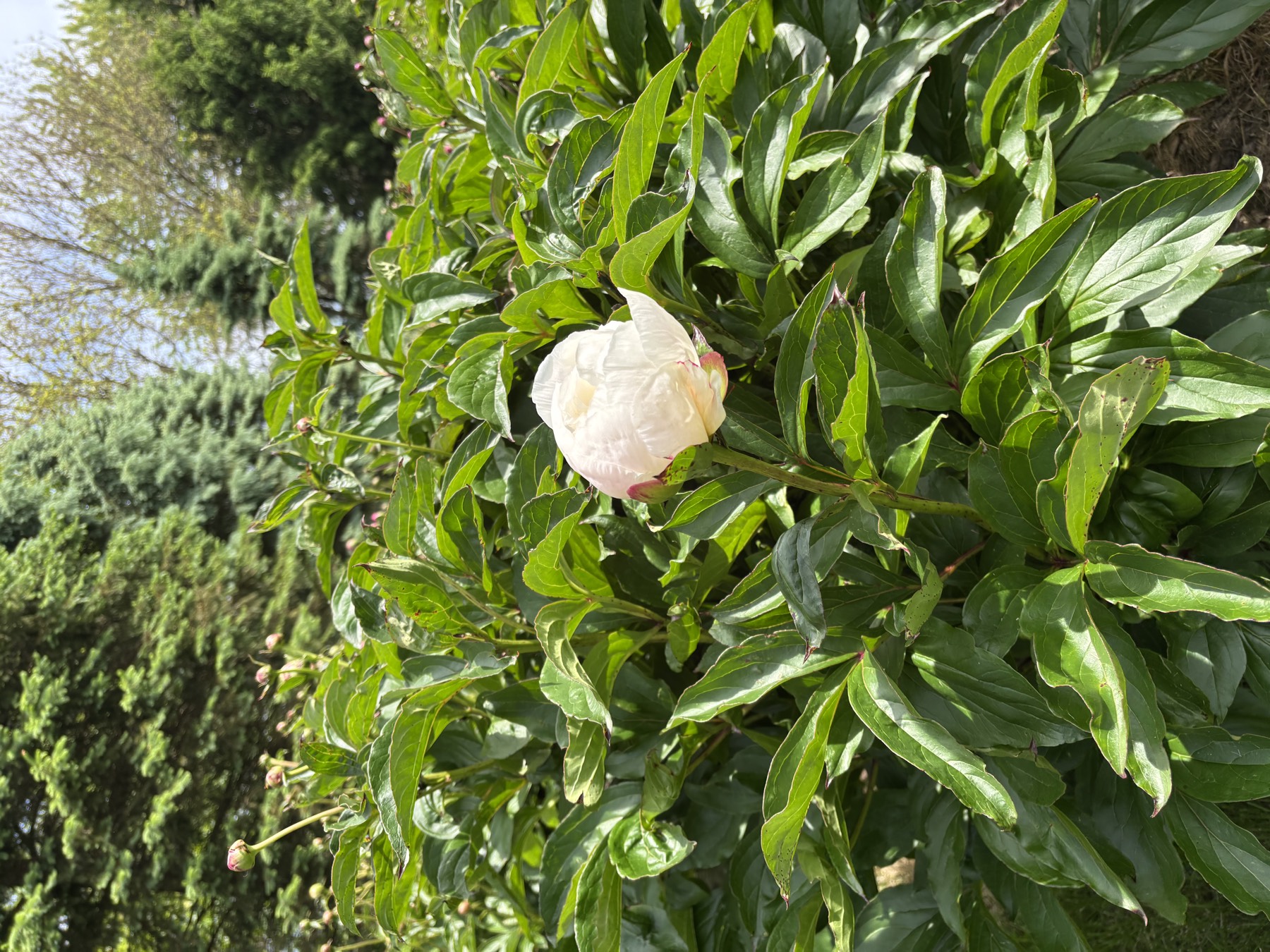 First bloom of the season — May 26, 2026