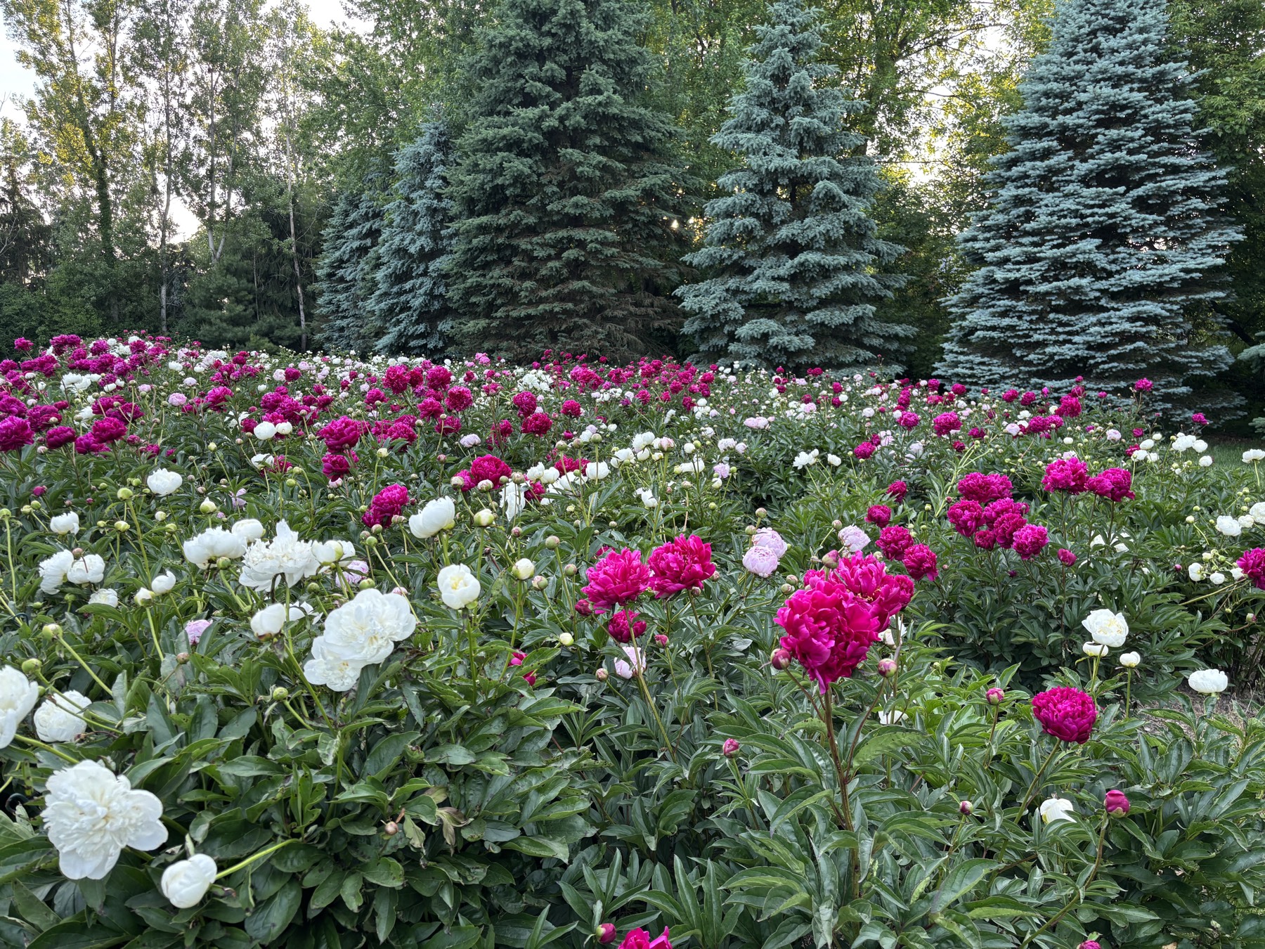 Peak Bloom 2026 — June 4, 2026
