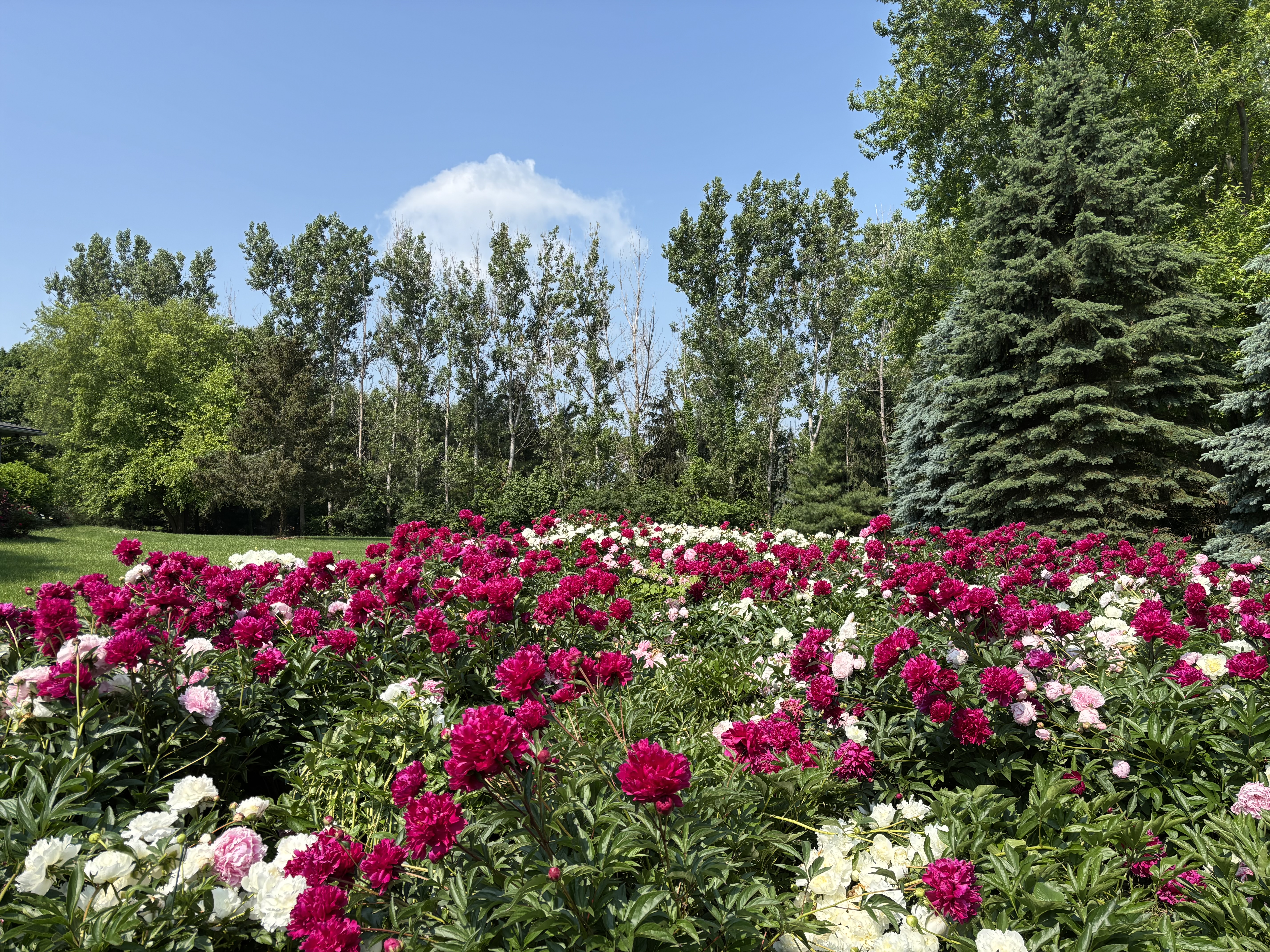 Peonies in bloom